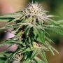 Night Shade Feminized Marijuana Strain by Barneys Farm For Sale Online at Cannabis Seeds Outlet