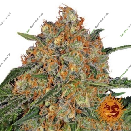 Orange Sherbert Feminized Marijuana Strain by Barneys Farm For Sale Online at Cannabis Seeds Outlet