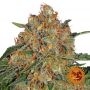 Orange Sherbert Feminized Marijuana Strain by Barneys Farm For Sale Online at Cannabis Seeds Outlet