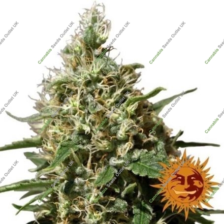 Peppermint Kush Feminized Marijuana Strain by Barneys Farm For Sale Online at Cannabis Seeds Outlet
