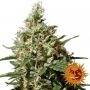 Peppermint Kush Feminized Marijuana Strain by Barneys Farm For Sale Online at Cannabis Seeds Outlet