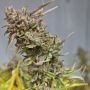 Peyote Cookies Feminized Marijuana Strain by Barneys Farm For Sale Online at Cannabis Seeds Outlet