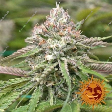 Peyote Critical Feminized Marijuana Strain by Barneys Farm For Sale Online at Cannabis Seeds Outlet