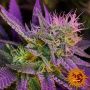 Phantom OG Female Barneys Farm Cannabis Seeds