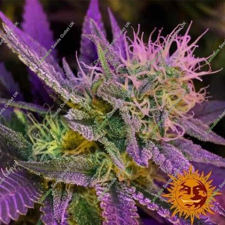 Phantom OG Feminized Marijuana Strain by Barneys Farm For Sale Online at Cannabis Seeds Outlet