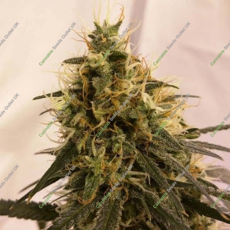 Pineapple Chunk Feminized Marijuana Strain by Barneys Farm For Sale Online at Cannabis Seeds Outlet
