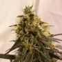 Pineapple Chunk Feminized Marijuana Strain by Barneys Farm For Sale Online at Cannabis Seeds Outlet