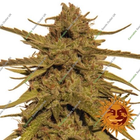 Pineapple Haze Reg Marijuana Strain by Barneys Farm For Sale Online at Cannabis Seeds Outlet
