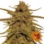 Pineapple Haze Reg Marijuana Strain by Barneys Farm For Sale Online at Cannabis Seeds Outlet