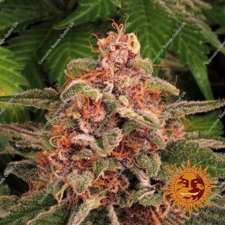 Pink Kush Feminized Marijuana Strain by Barneys Farm For Sale Online at Cannabis Seeds Outlet