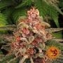 Pink Kush Feminized Marijuana Strain by Barneys Farm For Sale Online at Cannabis Seeds Outlet