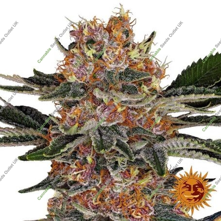 Purple Punch Feminized Marijuana Strain by Barneys Farm For Sale Online at Cannabis Seeds Outlet