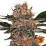 Purple Punch Feminized Marijuana Strain by Barneys Farm For Sale Online at Cannabis Seeds Outlet