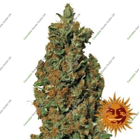 Red Diesel Feminized Marijuana Strain by Barneys Farm For Sale Online at Cannabis Seeds Outlet