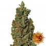 Red Diesel Feminized Marijuana Strain by Barneys Farm For Sale Online at Cannabis Seeds Outlet
