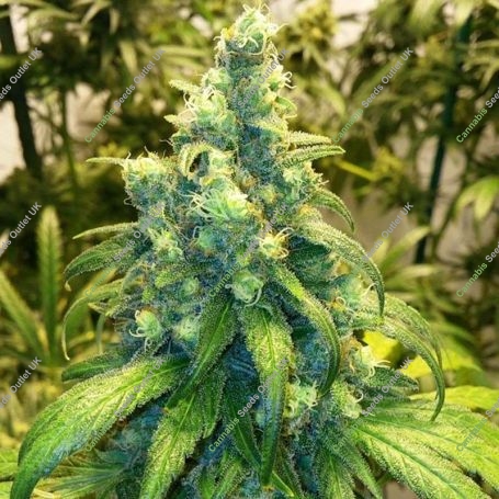 Red Dragon Feminized Marijuana Strain by Barneys Farm For Sale Online at Cannabis Seeds Outlet