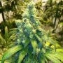 Red Dragon Feminized Marijuana Strain by Barneys Farm For Sale Online at Cannabis Seeds Outlet
