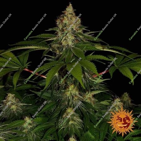 Shiskaberry Feminized Marijuana Strain by Barneys Farm For Sale Online at Cannabis Seeds Outlet