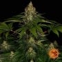 Shiskaberry Feminized Marijuana Strain by Barneys Farm For Sale Online at Cannabis Seeds Outlet