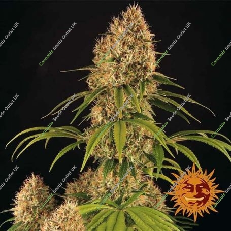 Strawberry Lemonade Feminized Marijuana Strain by Barneys Farm For Sale Online at Cannabis Seeds Outlet