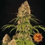 Strawberry Lemonade Feminized Marijuana Strain by Barneys Farm For Sale Online at Cannabis Seeds Outlet