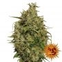 Sweet Tooth Feminized Marijuana Strain by Barneys Farm For Sale Online at Cannabis Seeds Outlet