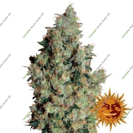 Tangerine Dream Feminized Marijuana Strain by Barneys Farm For Sale Online at Cannabis Seeds Outlet