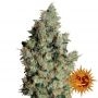 Tangerine Dream Feminized Marijuana Strain by Barneys Farm For Sale Online at Cannabis Seeds Outlet