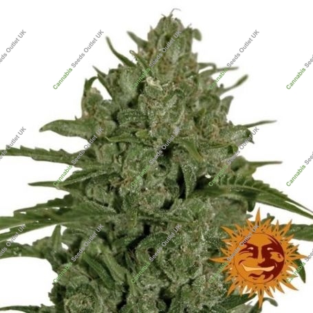 Triple Cheese Feminized Marijuana Strain by Barneys Farm For Sale Online at Cannabis Seeds Outlet