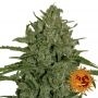 Triple Cheese Feminized Marijuana Strain by Barneys Farm For Sale Online at Cannabis Seeds Outlet