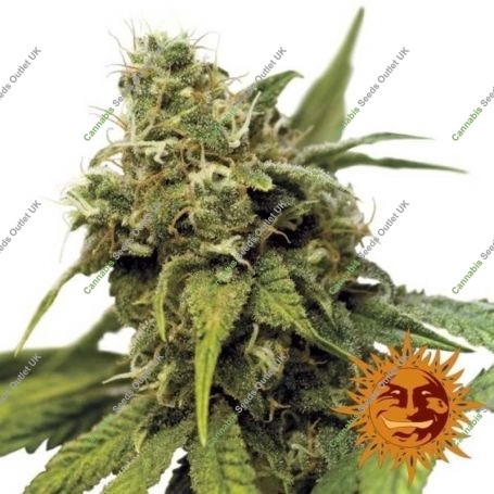 Utopia Haze Feminized Marijuana Strain by Barneys Farm For Sale Online at Cannabis Seeds Outlet