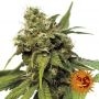 Utopia Haze Feminized Marijuana Strain by Barneys Farm For Sale Online at Cannabis Seeds Outlet