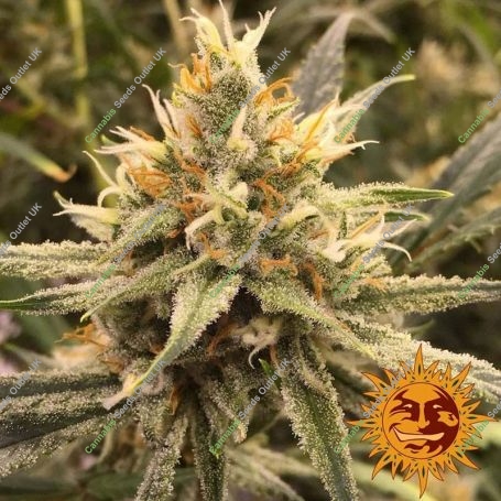 Vanilla Kush Feminized Marijuana Strain by Barneys Farm For Sale Online at Cannabis Seeds Outlet