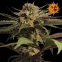 Violator Kush Female Barneys Farm Cannabis Seeds