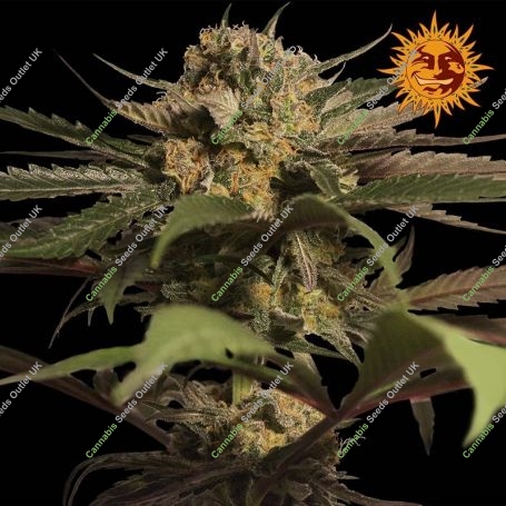 Violator Kush Feminized Marijuana Strain by Barneys Farm For Sale Online at Cannabis Seeds Outlet