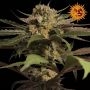 Violator Kush Feminized Marijuana Strain by Barneys Farm For Sale Online at Cannabis Seeds Outlet