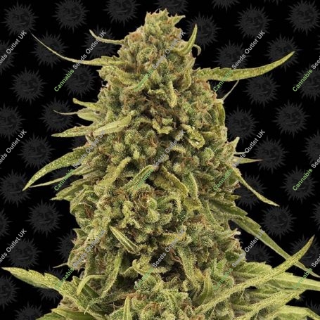 Widow Remedy Reg Marijuana Strain by Barneys Farm For Sale Online at Cannabis Seeds Outlet