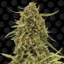 Widow Remedy Reg Marijuana Strain by Barneys Farm For Sale Online at Cannabis Seeds Outlet