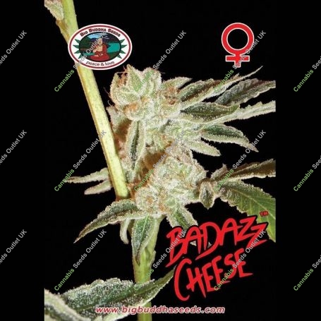 Badazz Cheese Feminized Marijuana Strain by Big Buddha Seeds For Sale Online at Cannabis Seeds Outlet