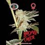 Badazz Cheese Feminized Marijuana Strain by Big Buddha Seeds For Sale Online at Cannabis Seeds Outlet