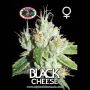 Black Cheese Female Big Buddha Cannabis Seeds