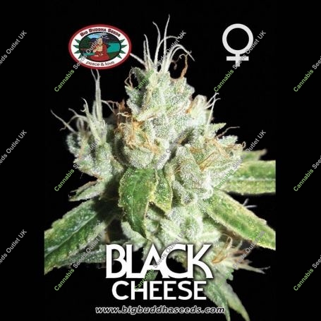 Black Cheese Feminized Marijuana Strain by Big Buddha Seeds For Sale Online at Cannabis Seeds Outlet