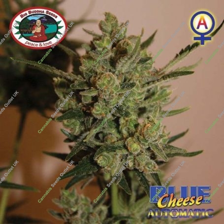 Blue Cheese Auto Feminized Marijuana Strain by Big Buddha Seeds For Sale Online at Cannabis Seeds Outlet