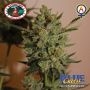 Blue Cheese Auto Feminized Marijuana Strain by Big Buddha Seeds For Sale Online at Cannabis Seeds Outlet