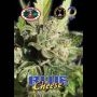 Blue Cheese Feminized Marijuana Strain by Big Buddha Seeds For Sale Online at Cannabis Seeds Outlet