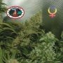 Bubble Cheese Feminized Marijuana Strain by Big Buddha Seeds For Sale Online at Cannabis Seeds Outlet