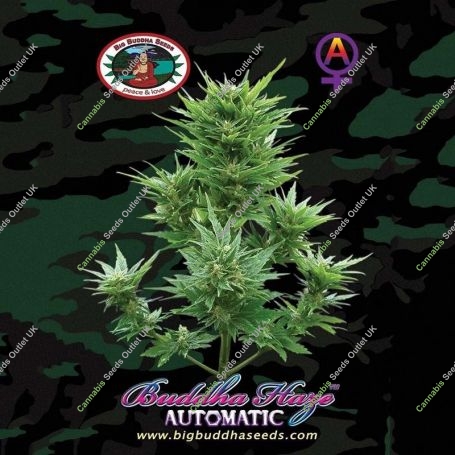 Buddha Haze Auto Feminized Marijuana Strain by Big Buddha Seeds For Sale Online at Cannabis Seeds Outlet