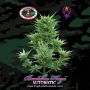 Buddha Haze Auto Feminized Marijuana Strain by Big Buddha Seeds For Sale Online at Cannabis Seeds Outlet