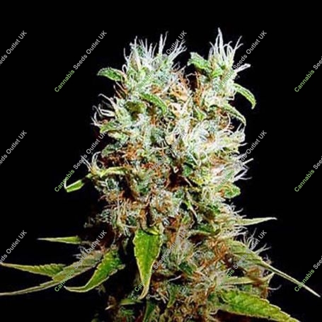 Buddha Haze Feminized Marijuana Strain by Big Buddha Seeds For Sale Online at Cannabis Seeds Outlet