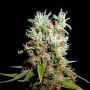 Buddha Haze Feminized Marijuana Strain by Big Buddha Seeds For Sale Online at Cannabis Seeds Outlet